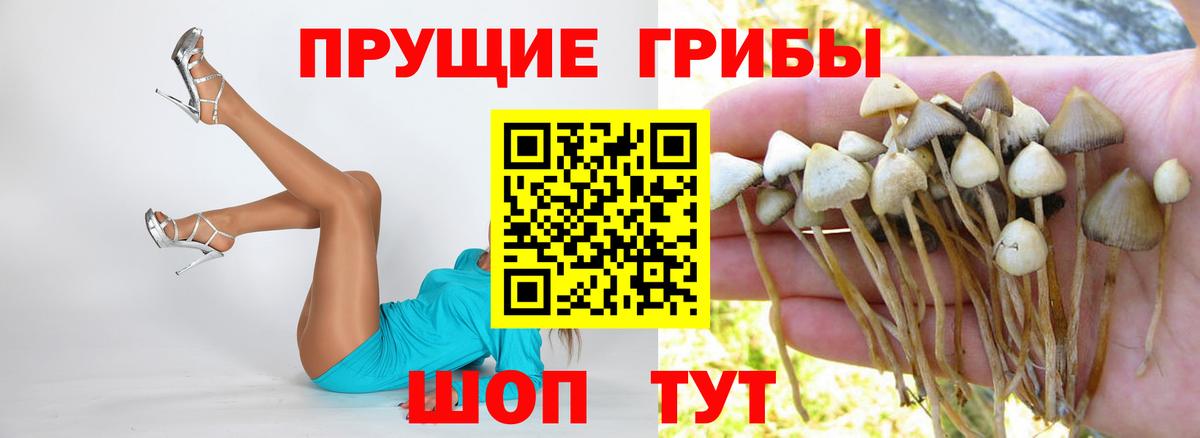 Богородск  Псилоцибиновые грибы Psilocybe  Вход с VPN  Галлюциногенные грибы Cubensis 